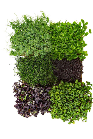 Frische Microgreens - probier unseren Vitalbooster