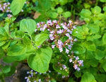 Bund Dost / Oregano